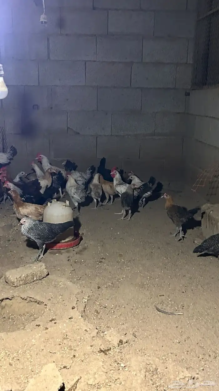 دجاج بلدي فاخر الاخر 4