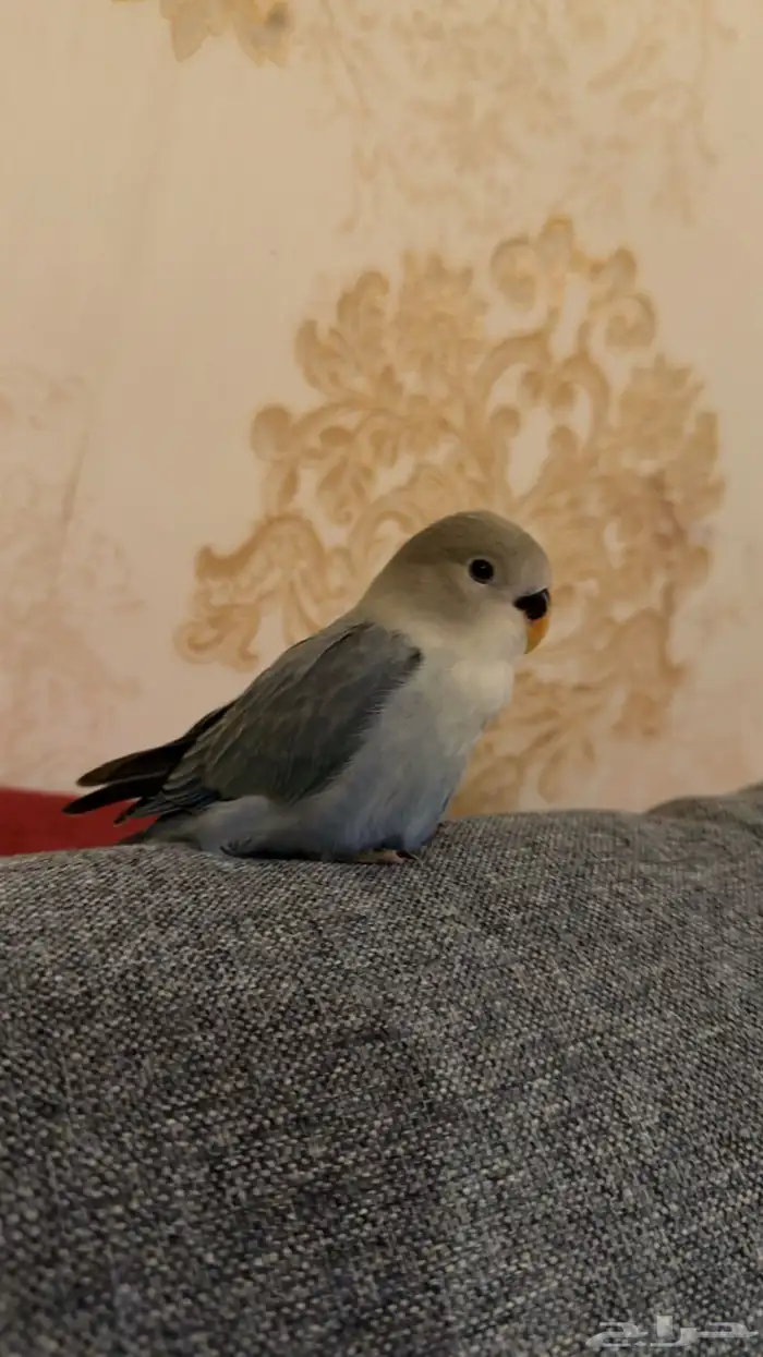 عصفور روز هدد 1