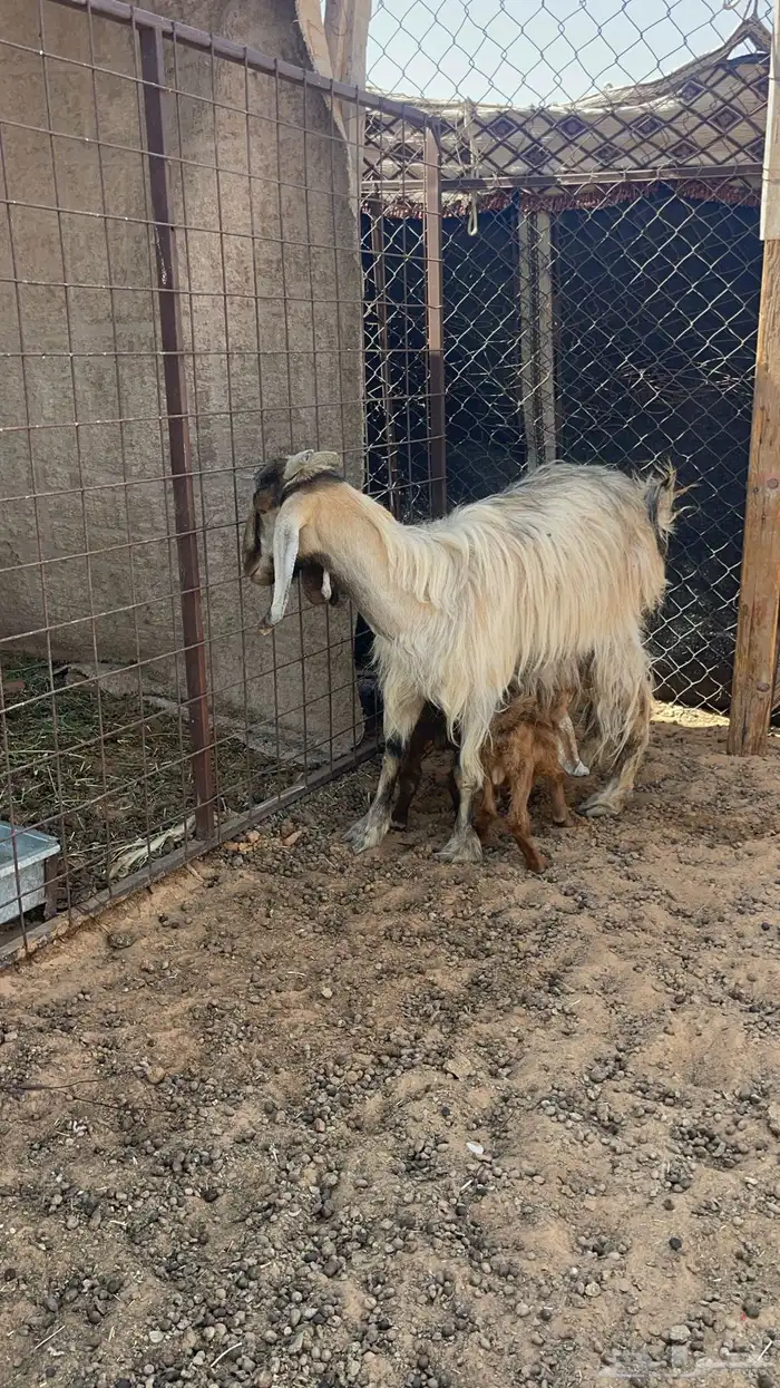 عنز معها ثنين 0