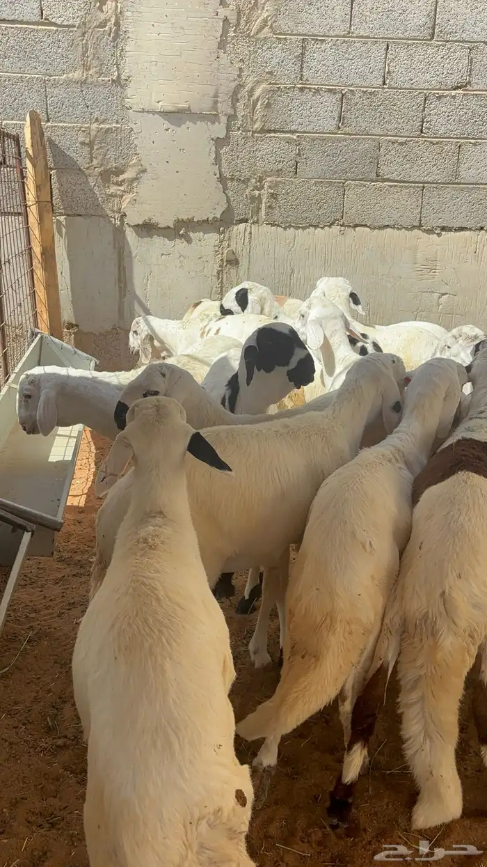 سواكن مرابي ب 1000 0