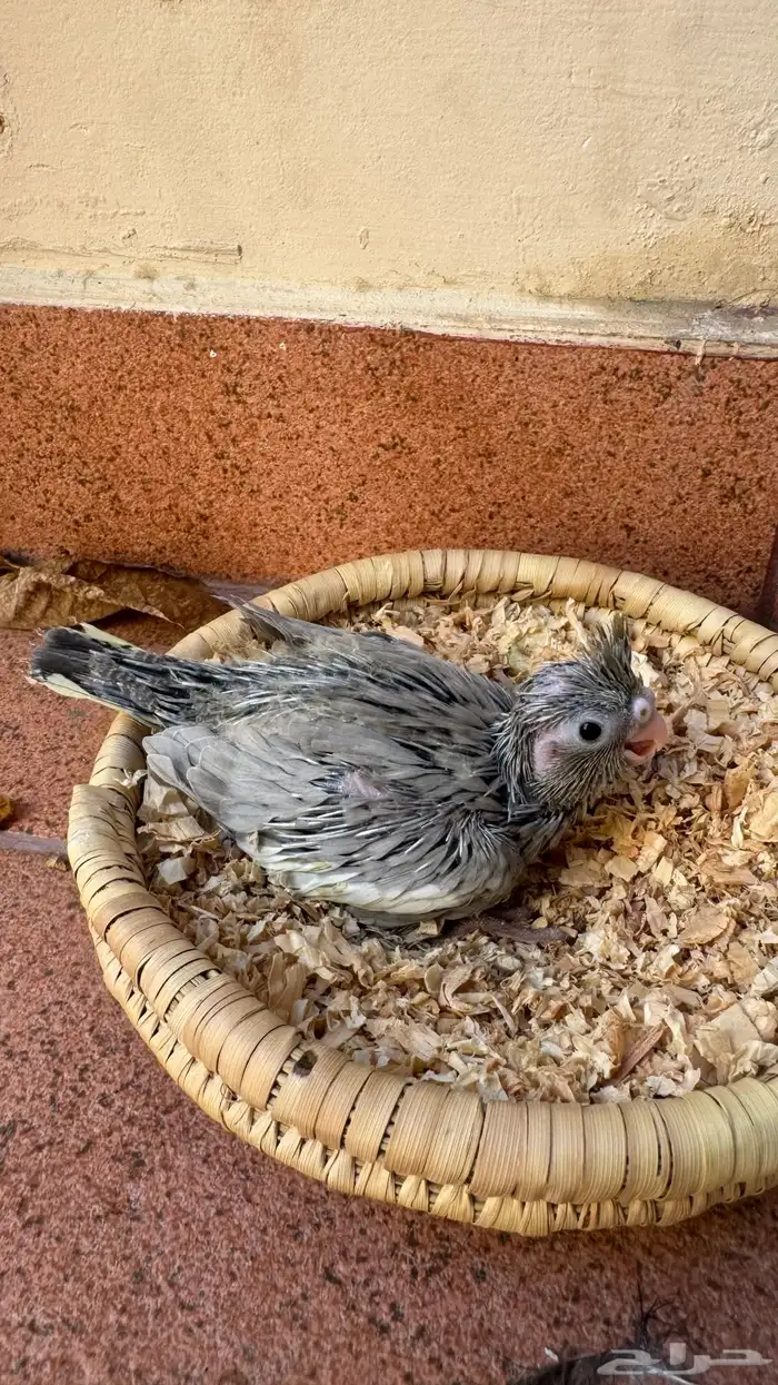 كروان ايميرالد شي فاخر من الاخر عشاق النوادر والغر 0