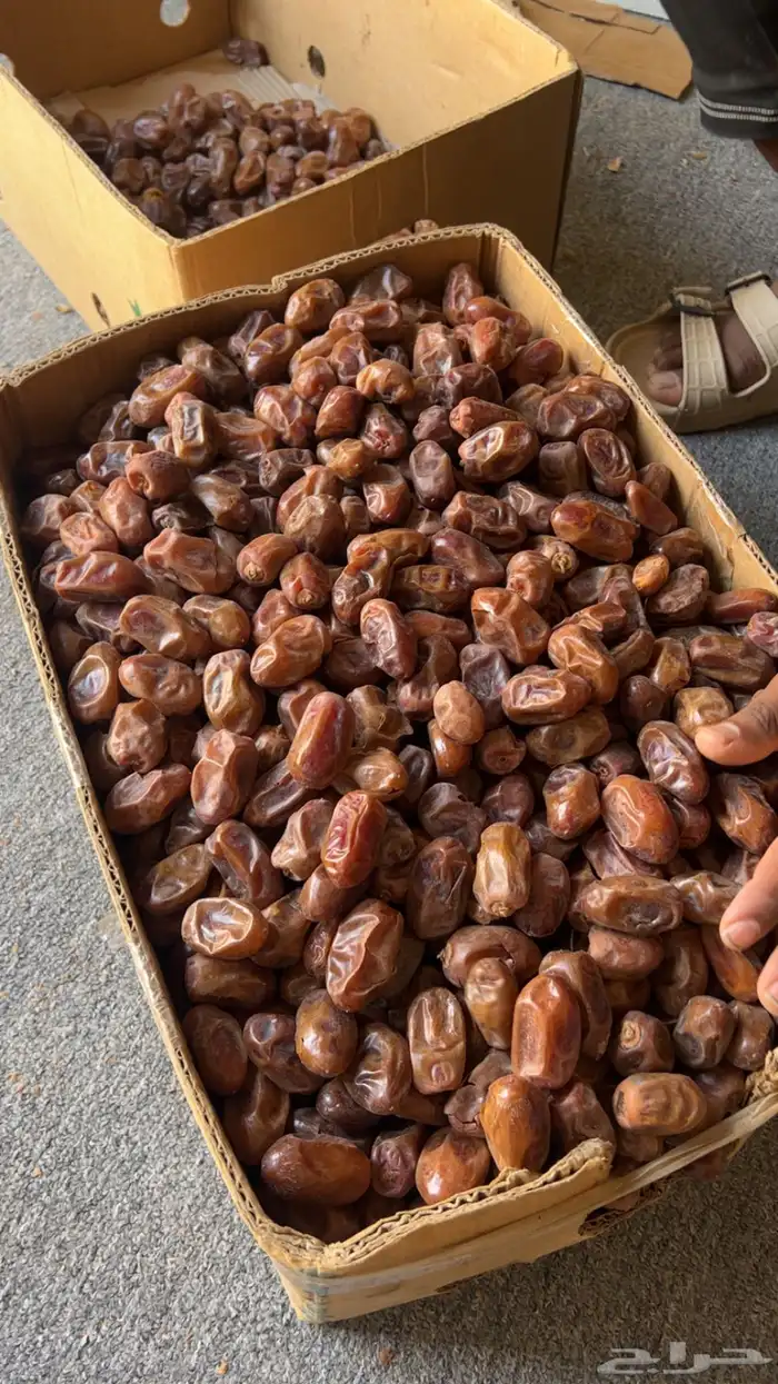 للبيع تمر سري وادي الدواسر السليل 3