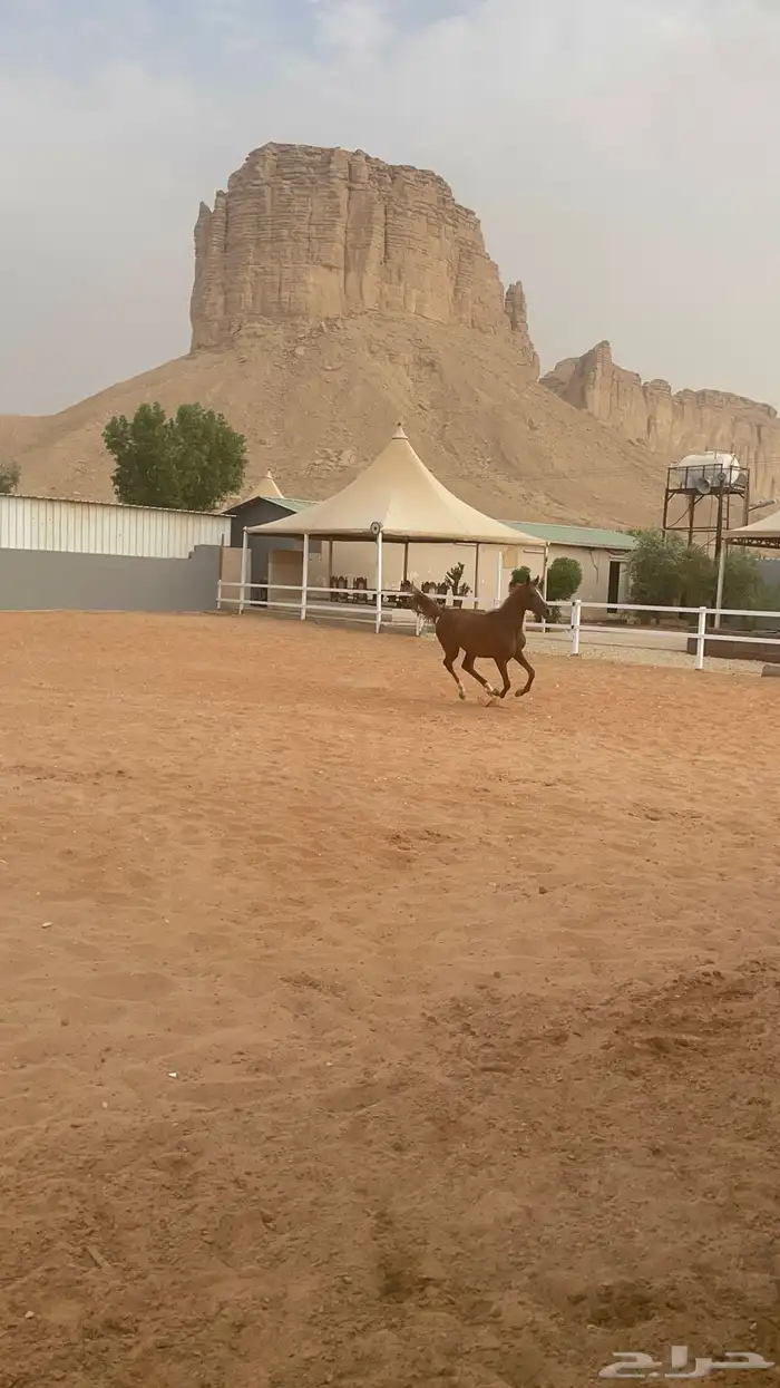 مربط خيل مساحه 2500 قسمين خيل استراحه 5