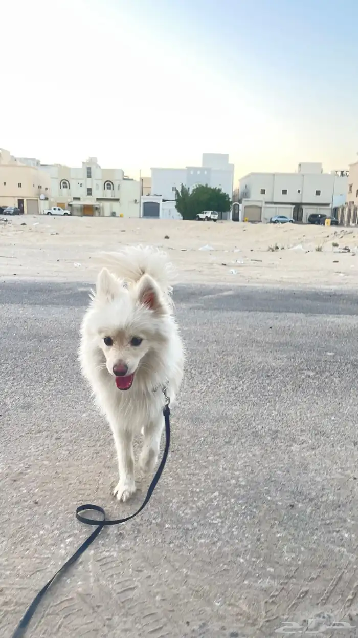 للبيع كلب مالتيز 4