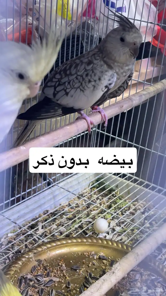 اربع اناثي كروان للبيع 6