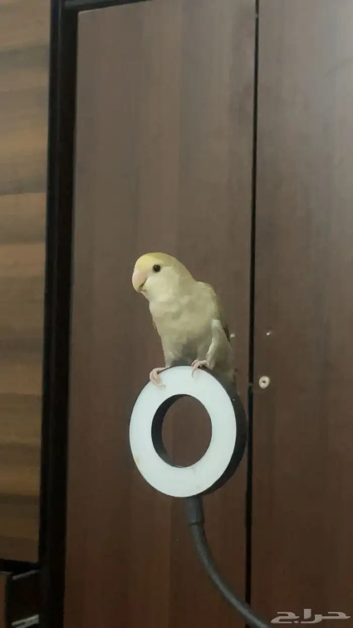 طير روز انثى انتاج 2