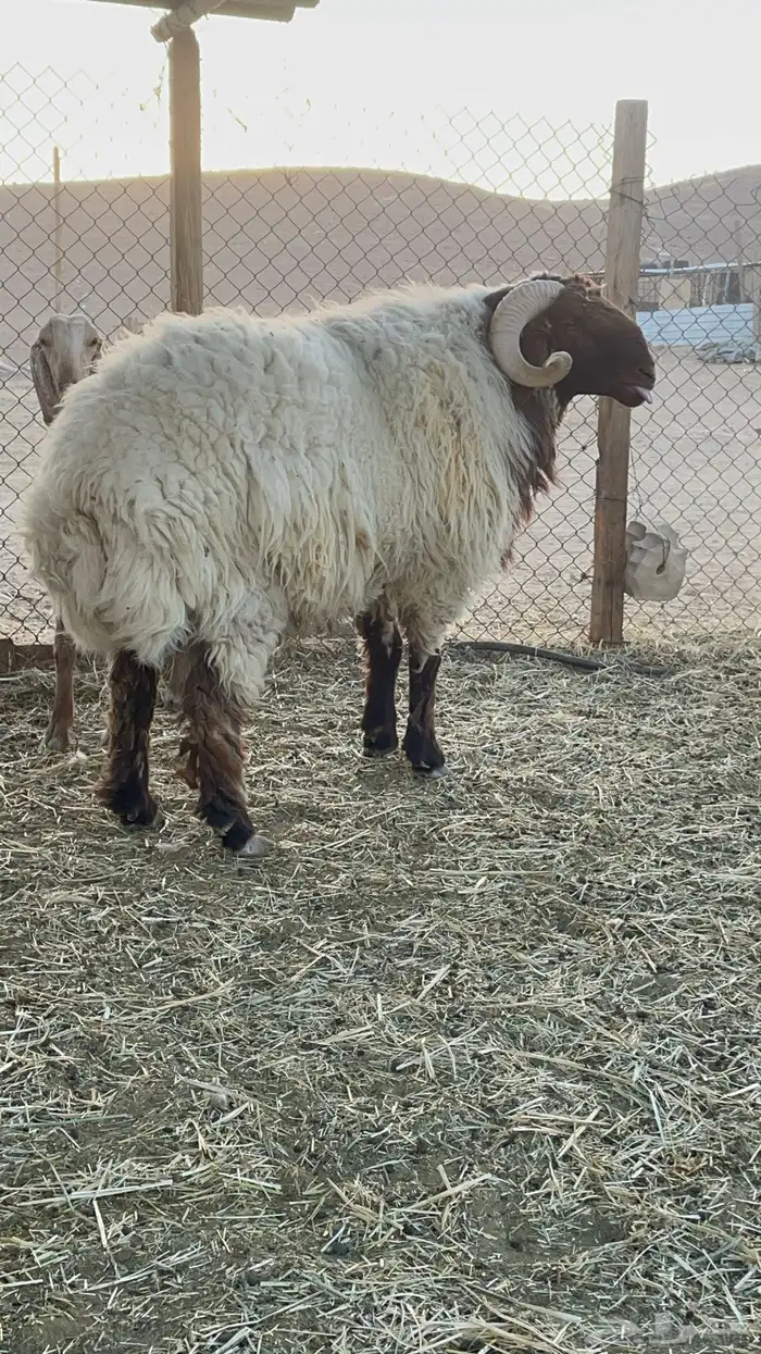 فحل نعيم للبيع 9