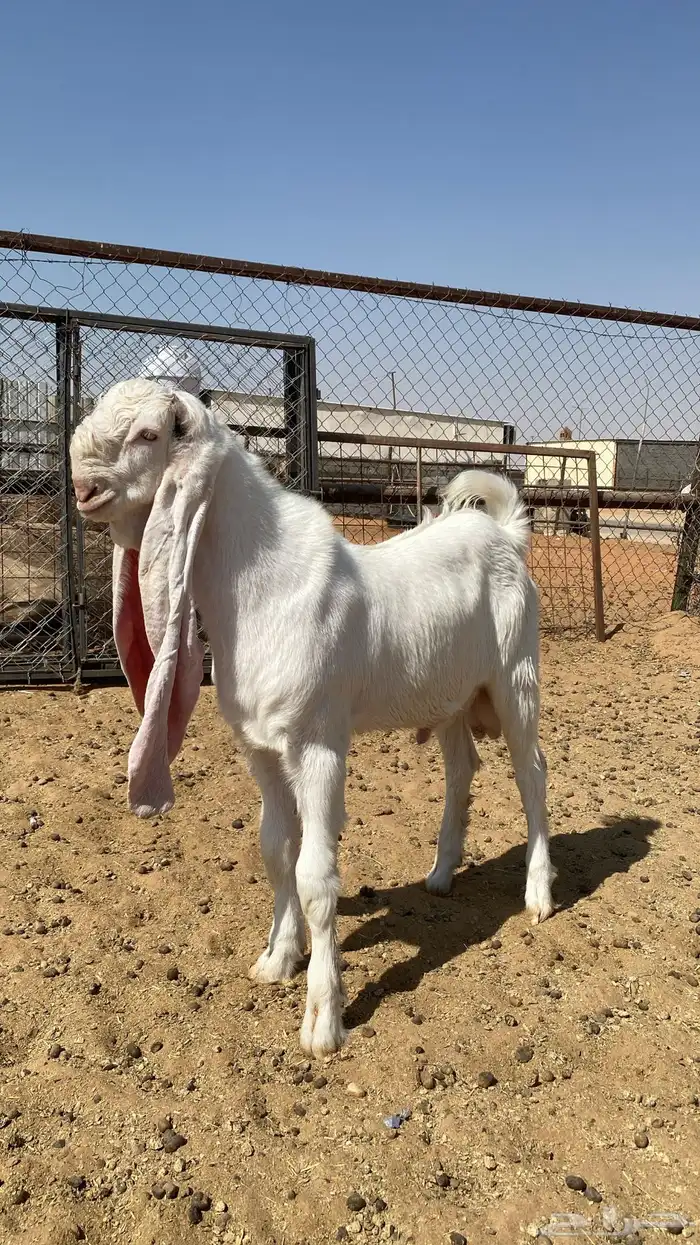 تيس هولندي نادر فحل صنف 3