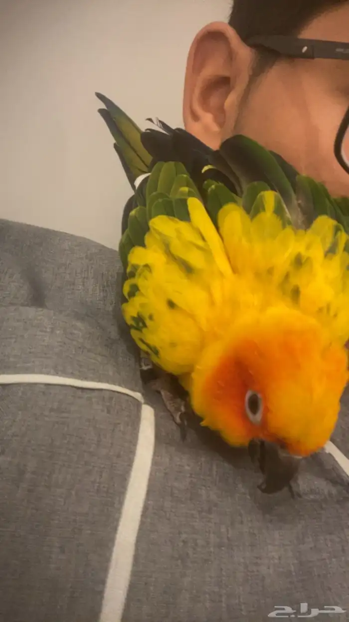 ببغاء صن كنيور ضايعع 2