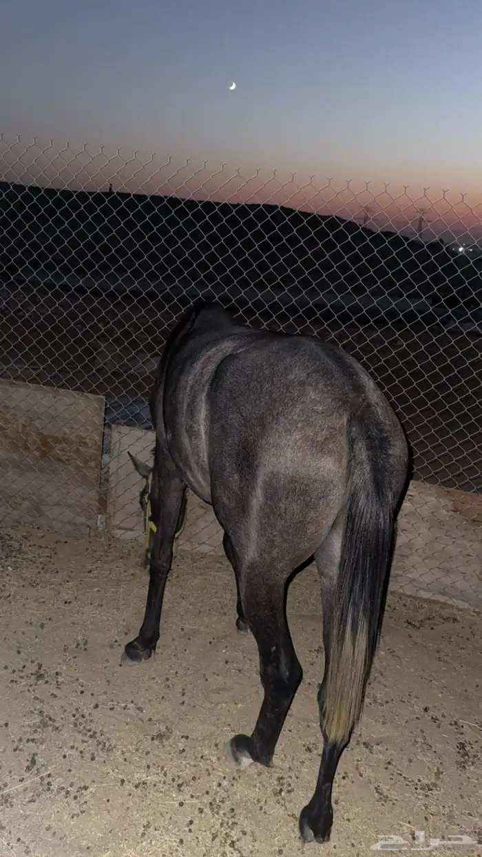 للبيع خيل 3