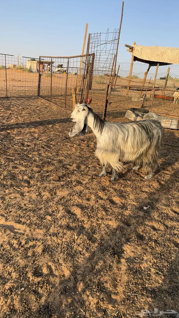 عنز رباع شبب وطيبه 3