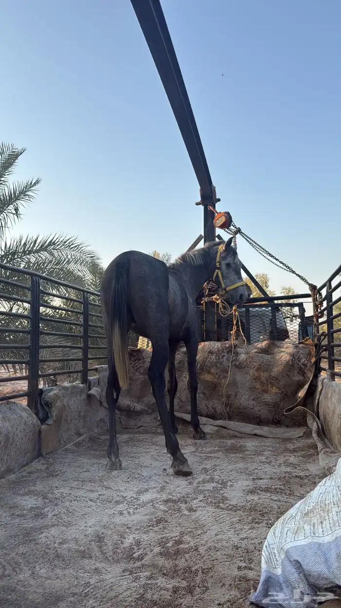للبيع خيل 8