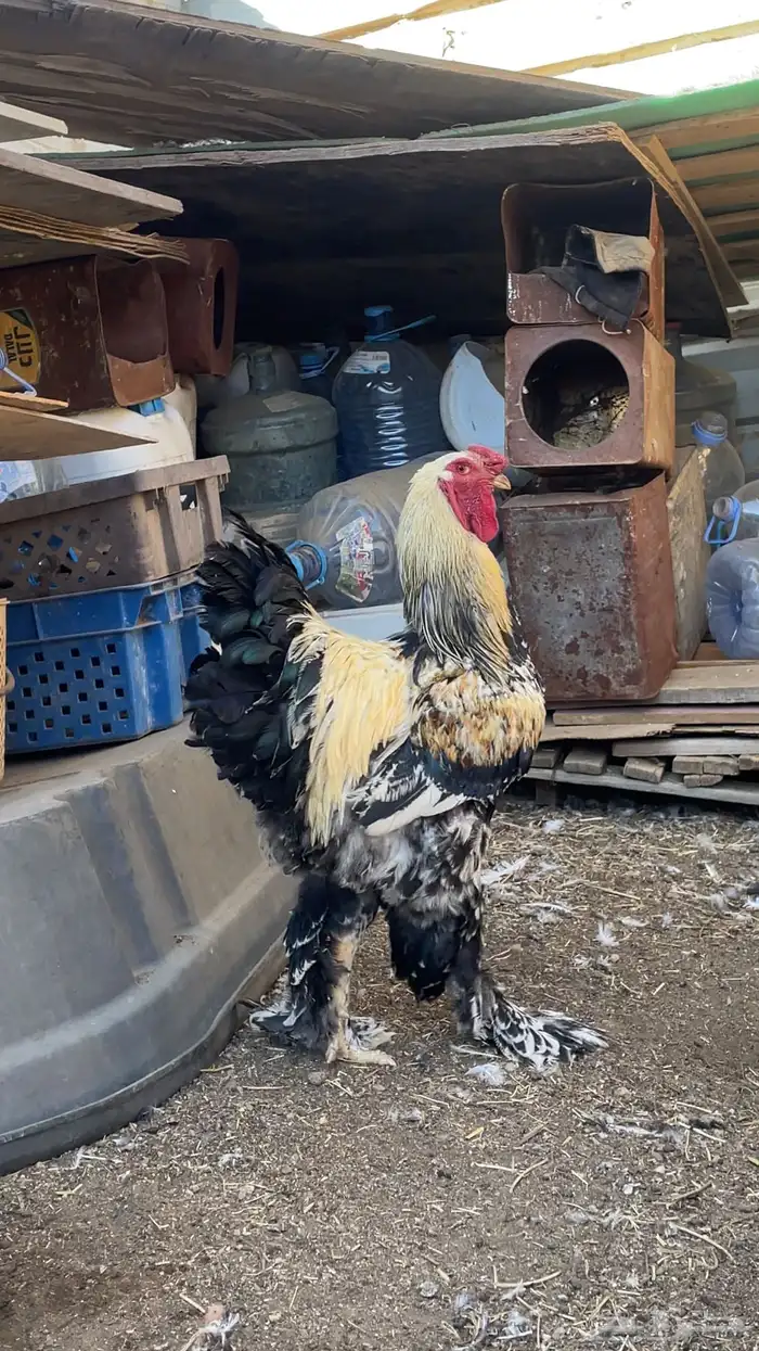 دجاج براهما مستوى تب 1