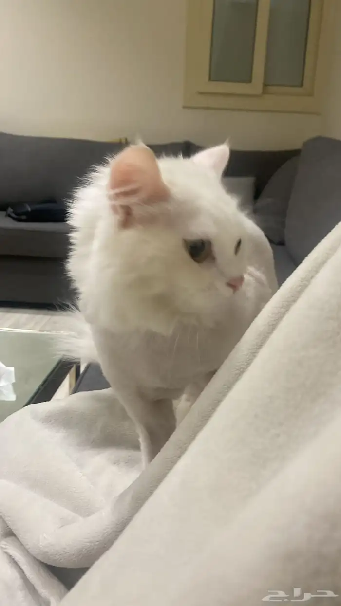 قطه انثى سليمه للتبني في ابها وماجاورها 8