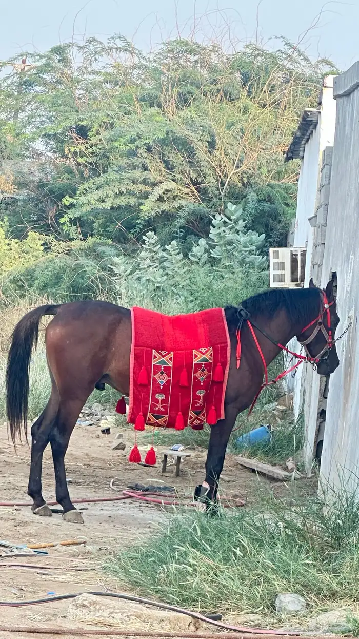 خيل شعبي كفو 0