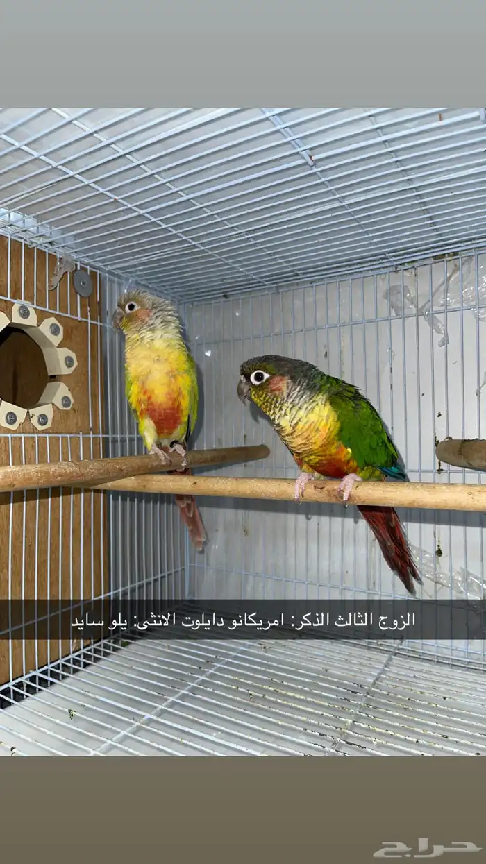 (3) ازواج كنيور 2