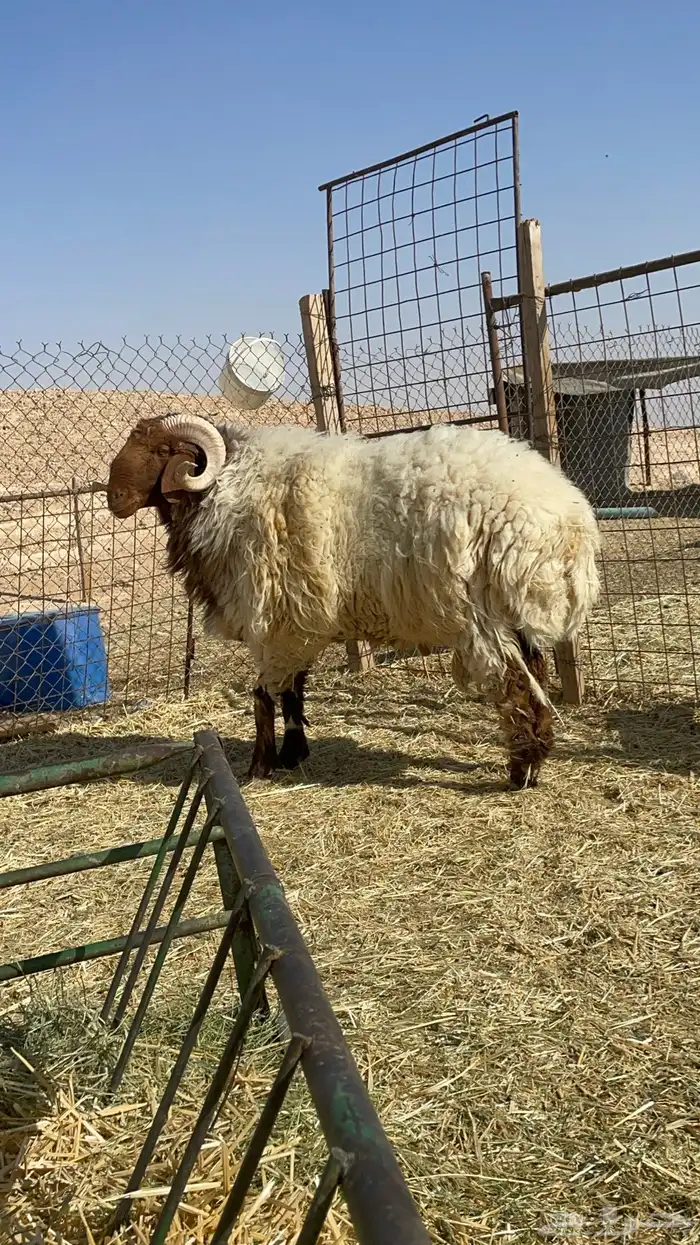 فحل نعيم للبيع 2