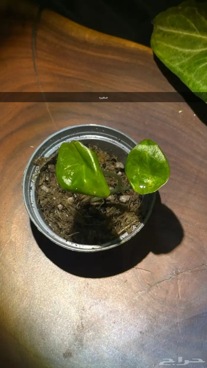 الوكاسيا بنك دراقون اوريا فرقيتد نباتات داخلي 2