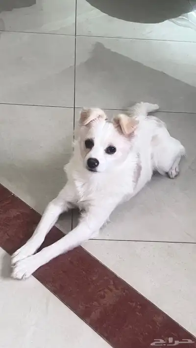 للتبنى كلبة جربفون فرنساوى index