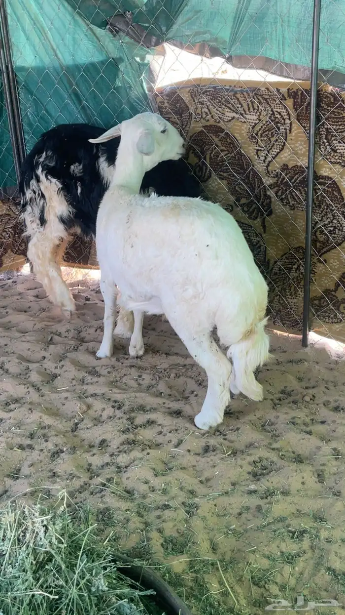 خروف ورخل كفو بلديات 0