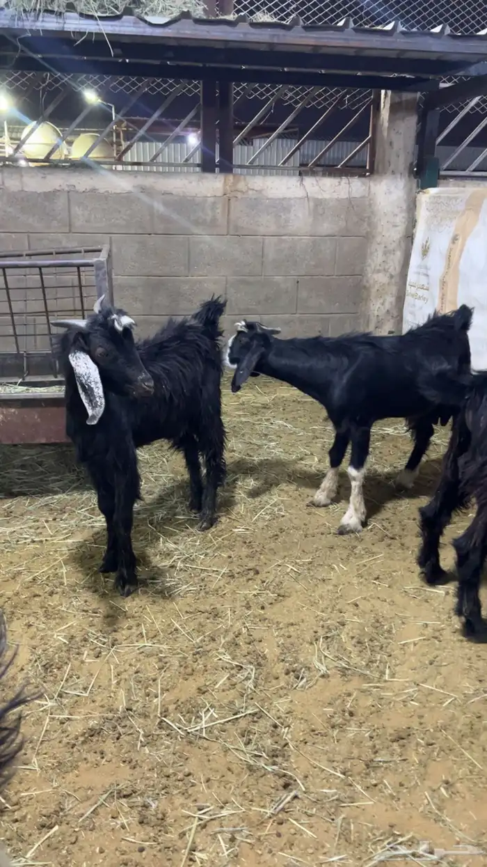 تيوس مندي مرابي 2