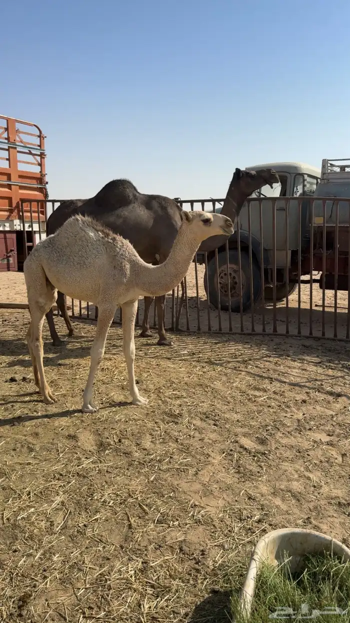 عشرا مجهم تحتها قعود 2