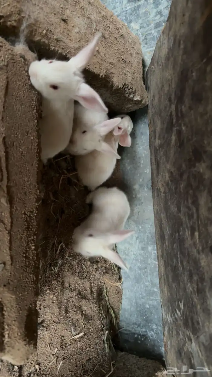 ارانب فرنسيه 3