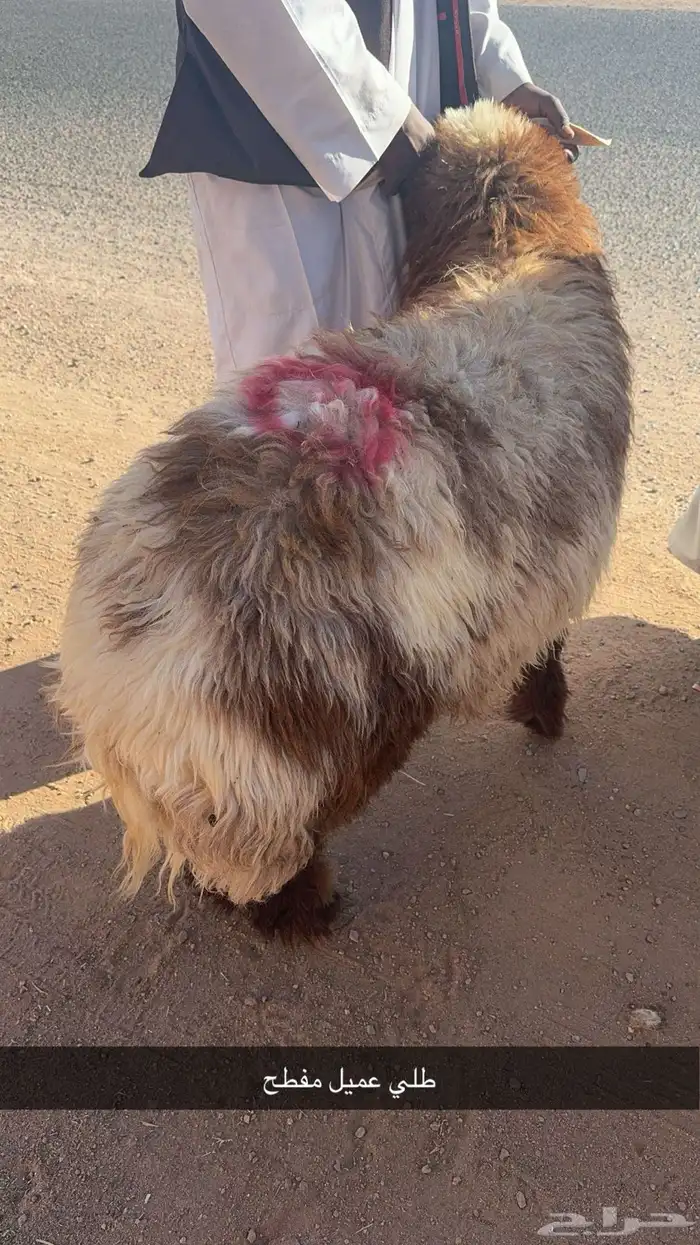 ذبايح حايل 18