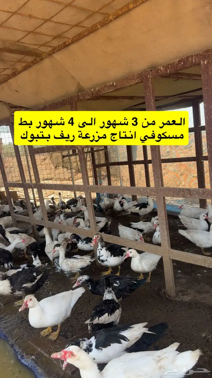 بط مسكوفي للبيع 2