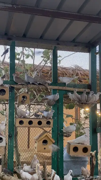 قماري يمام ياكريم index