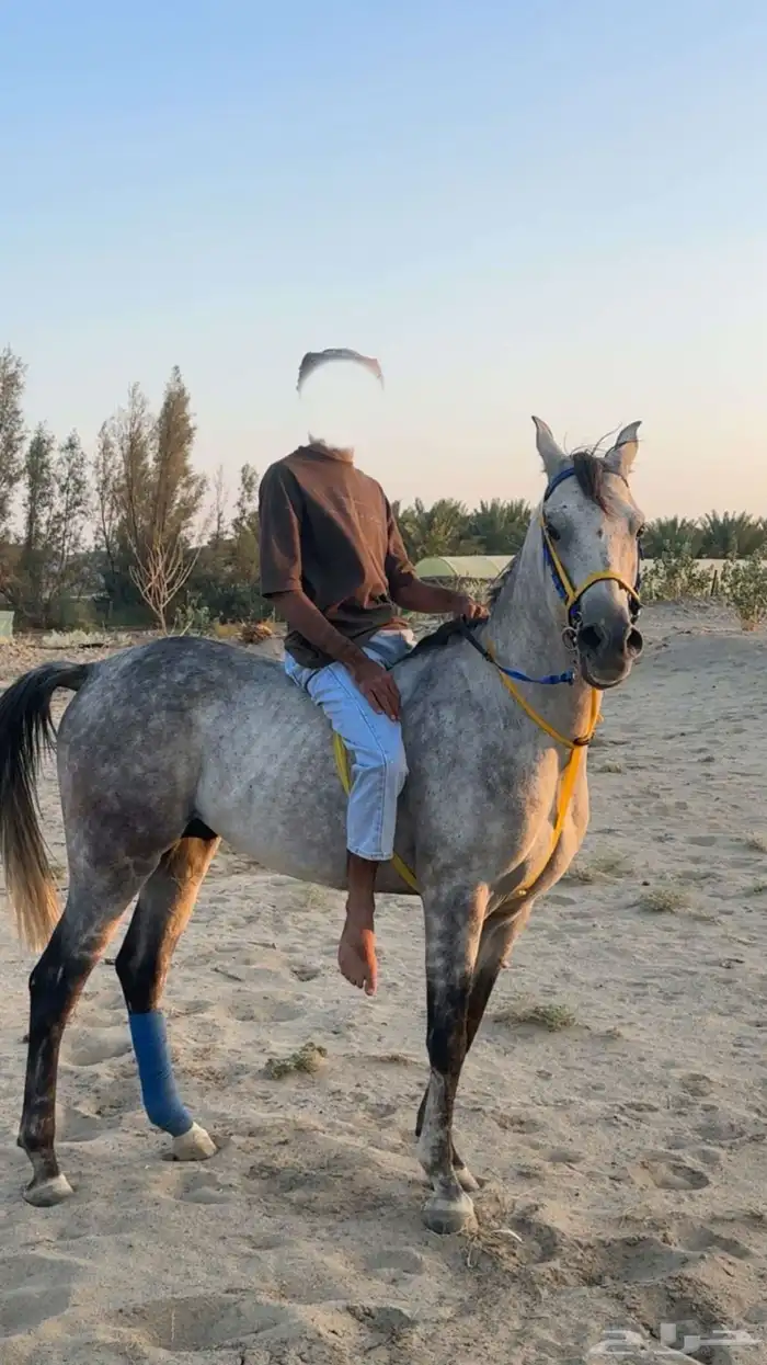 حصان شعبي للبيع 0