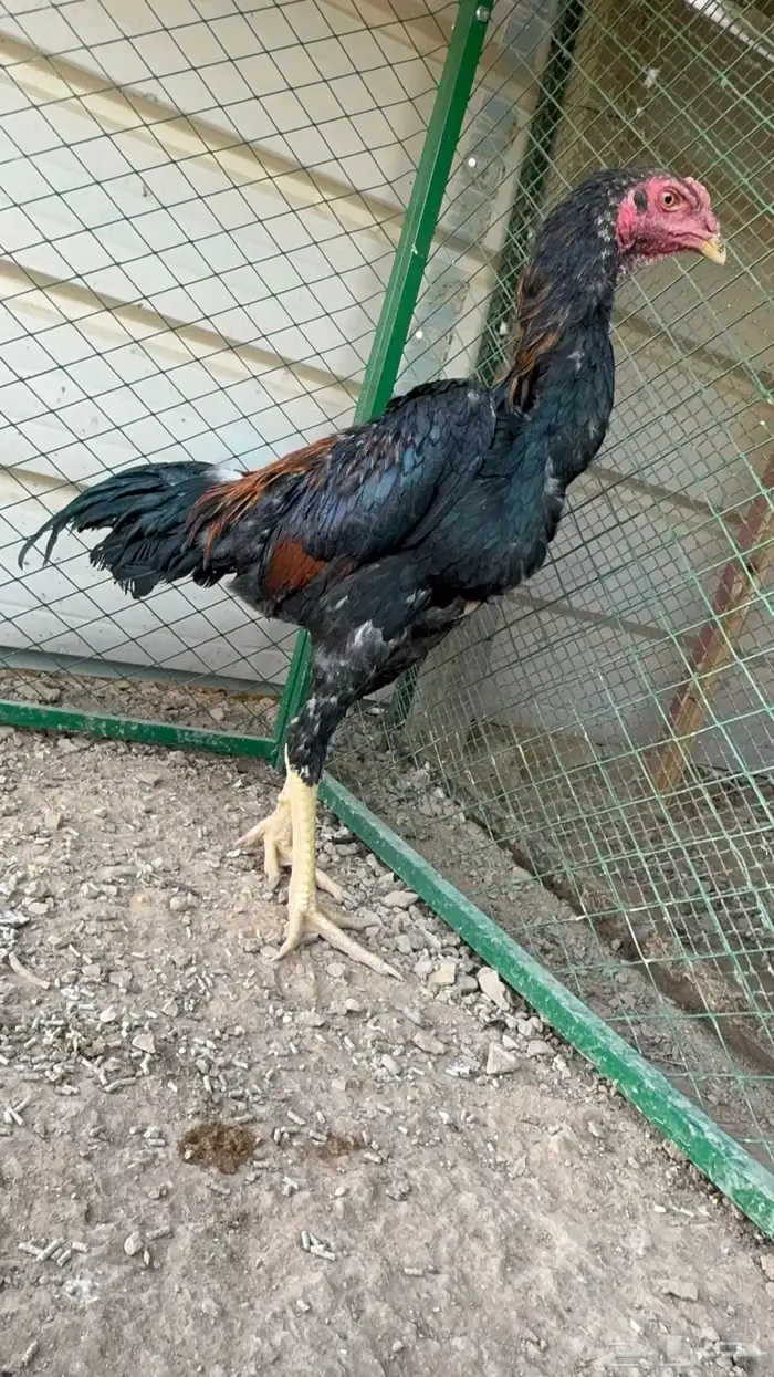 ديك شامو 1