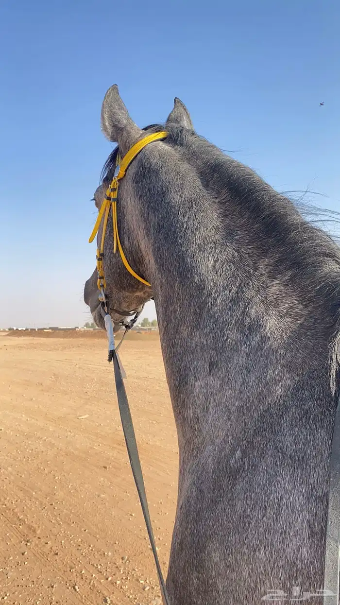 حصان عربي واهو سبق دم فاخر 16