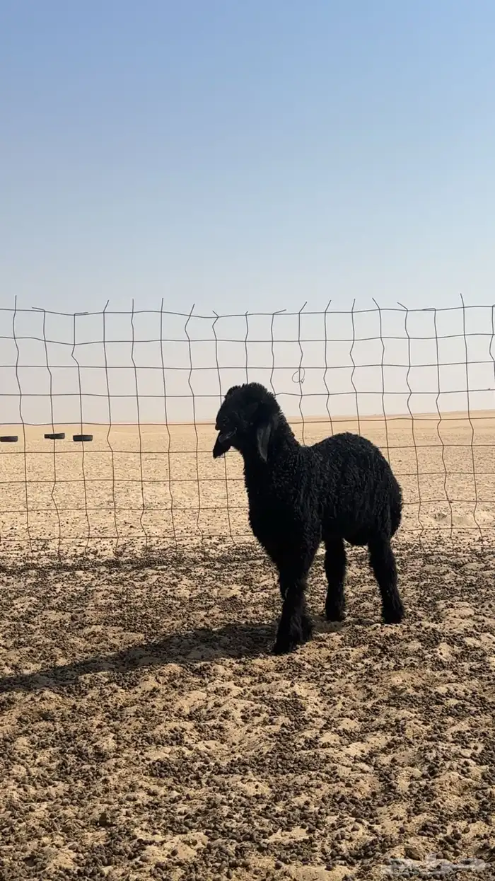رخل خصم 0