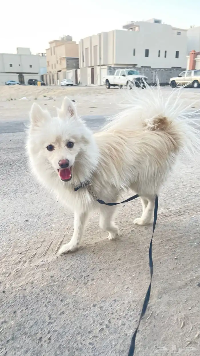 للبيع كلب مالتيز 2