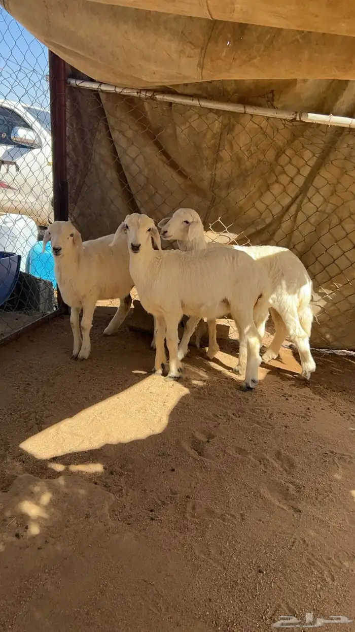 بهم تم البيع 0