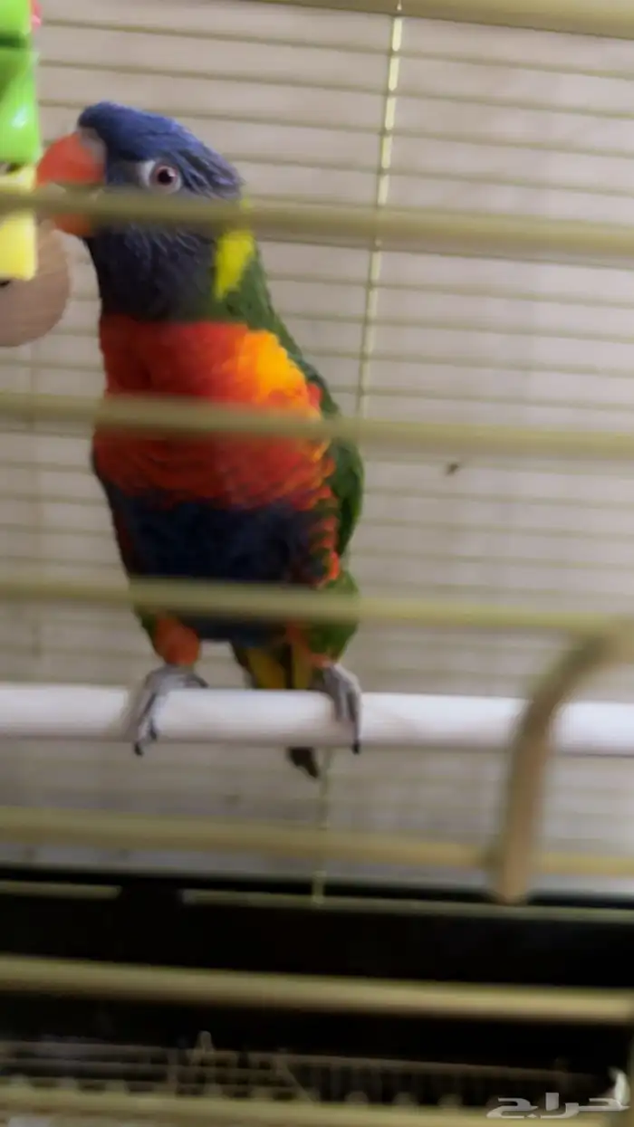 ببغاء اللوري 1