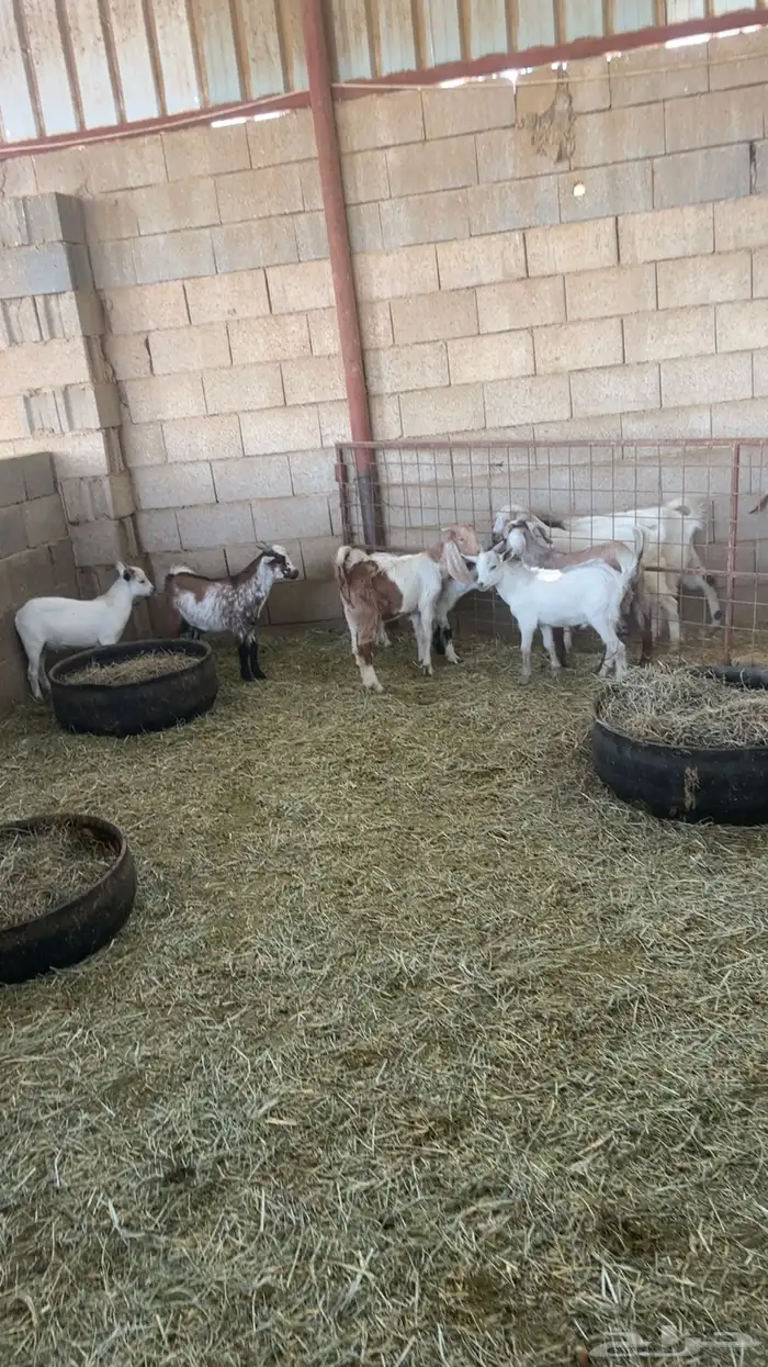 تيوس قزمة للبيع في بريدة 1