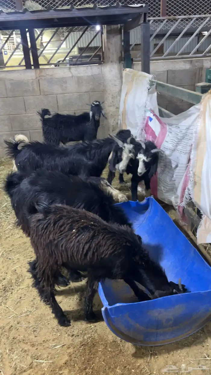 تيوس مندي مرابي 5