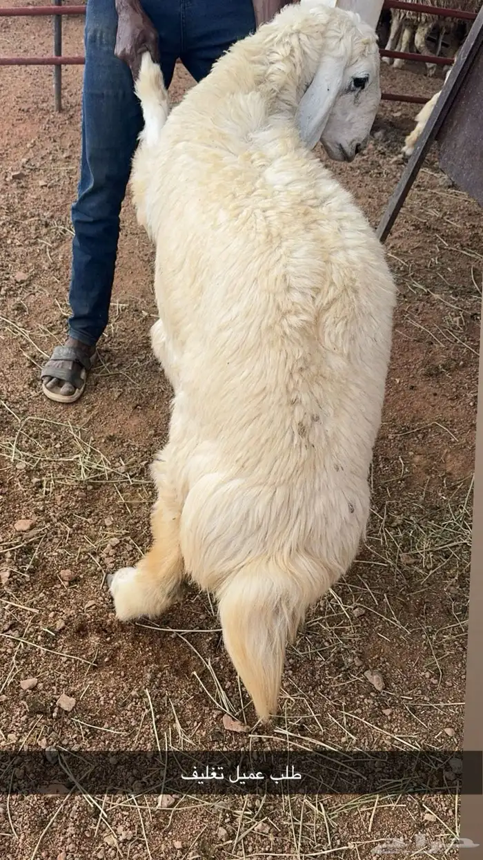 ذبايح حايل 14