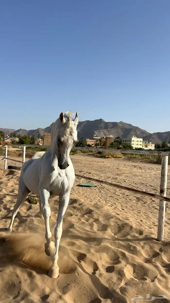 حصان عربي اصيل نسل الشقب 3