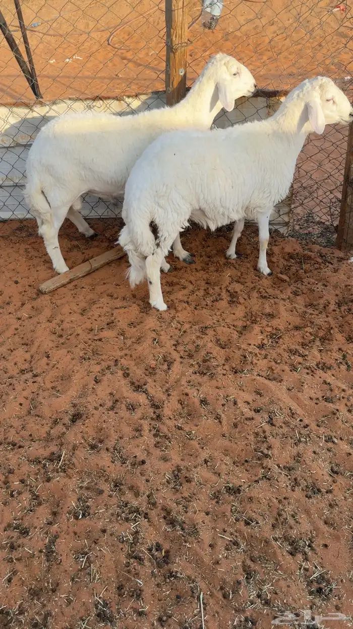 3 طليان ورخل حريات مغلقه 0