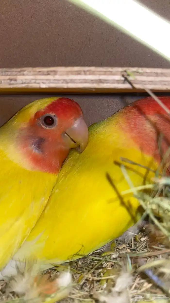 جوز روز منتج ومعه فرخ علئ السوم 3