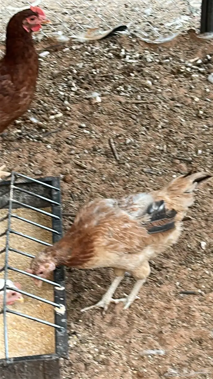 4 دجاجات وديك 0