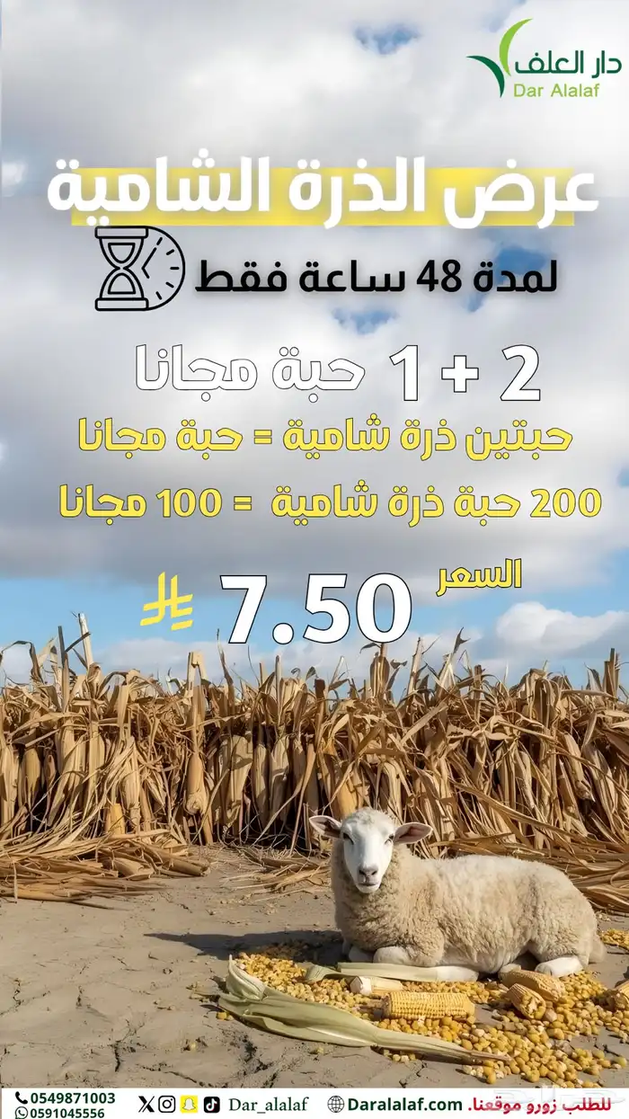ذرة شامية ( حبتين   حبة مجانا ) 0