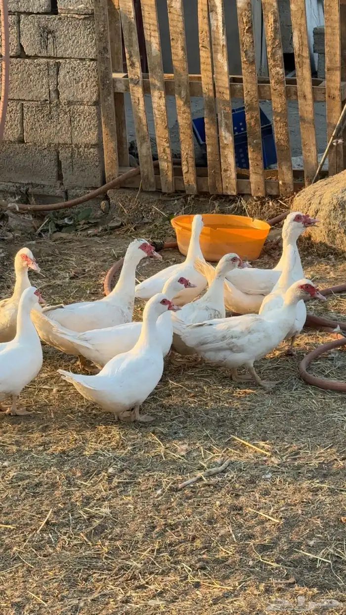 بط مصري منتج و حضان 6