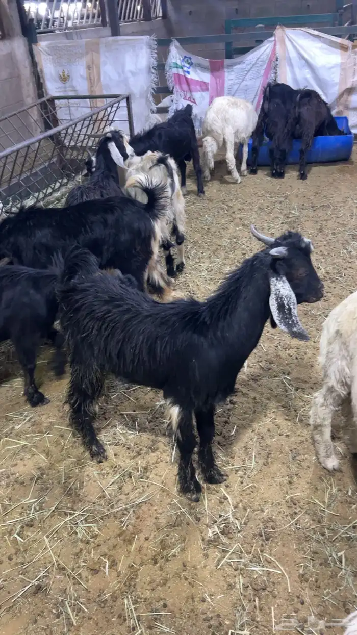 تيوس مندي مرابي 1