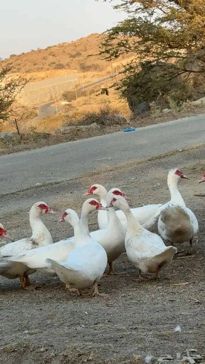 بط مصري منتج و حضان 0
