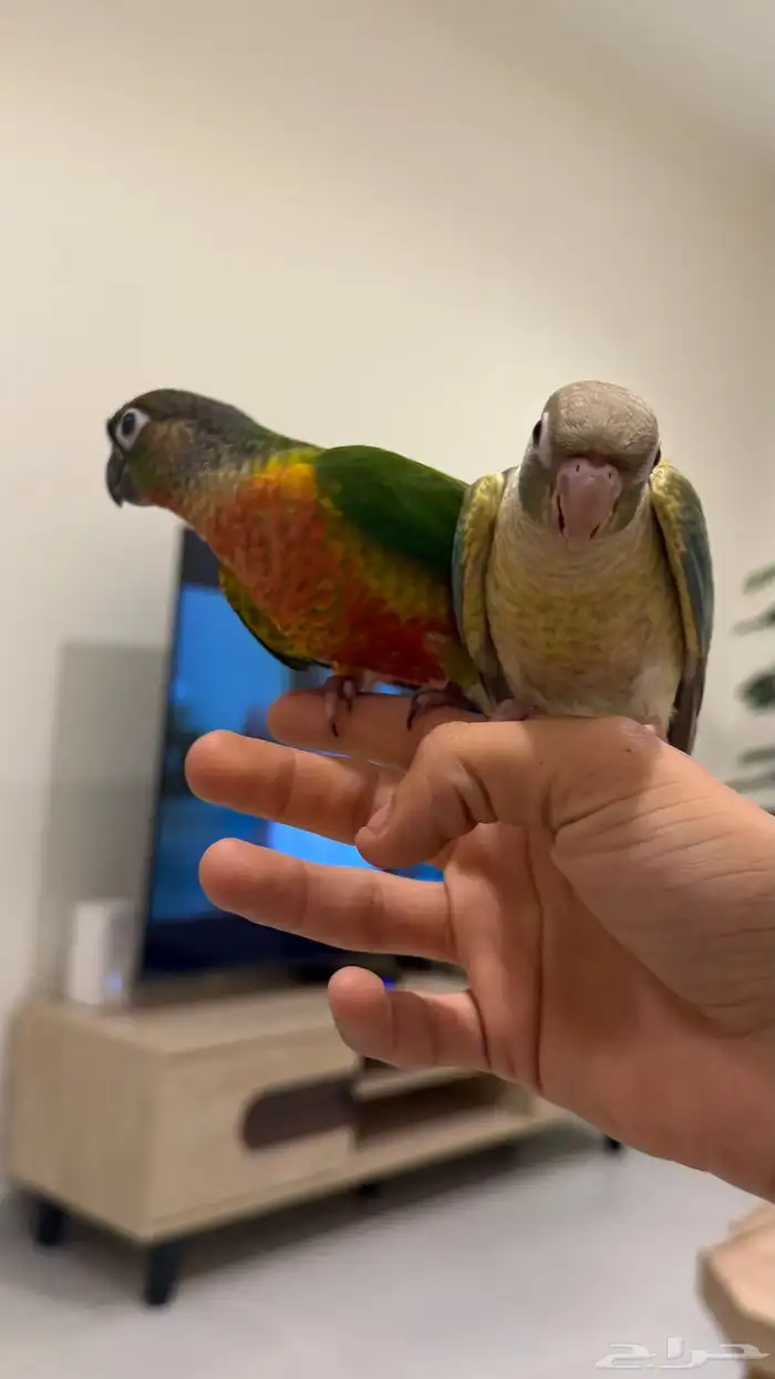 كنيور اليف 0