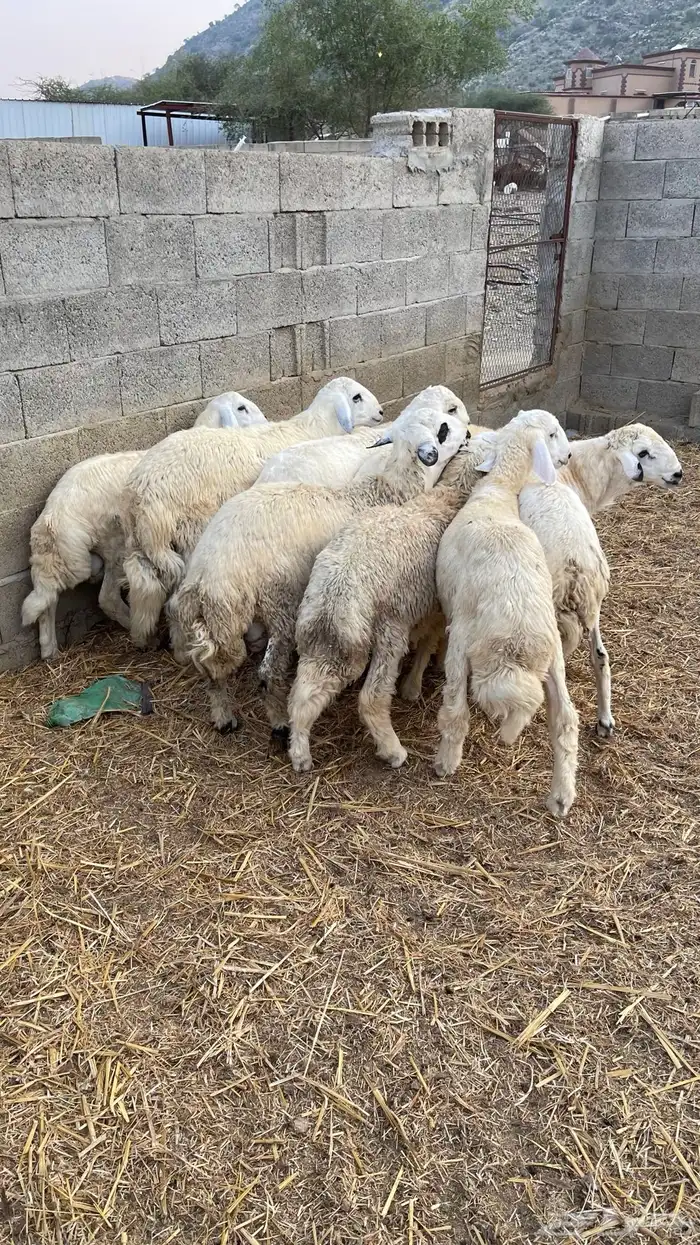 خرفان حريات للبيع 2